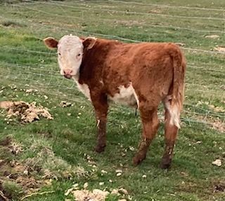 Hereford Bull Calf