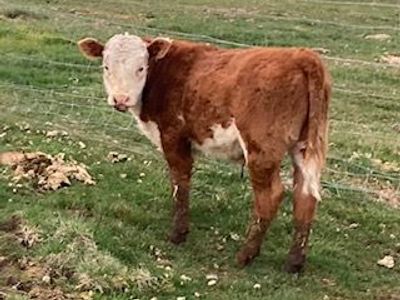 Hereford Bull Calf