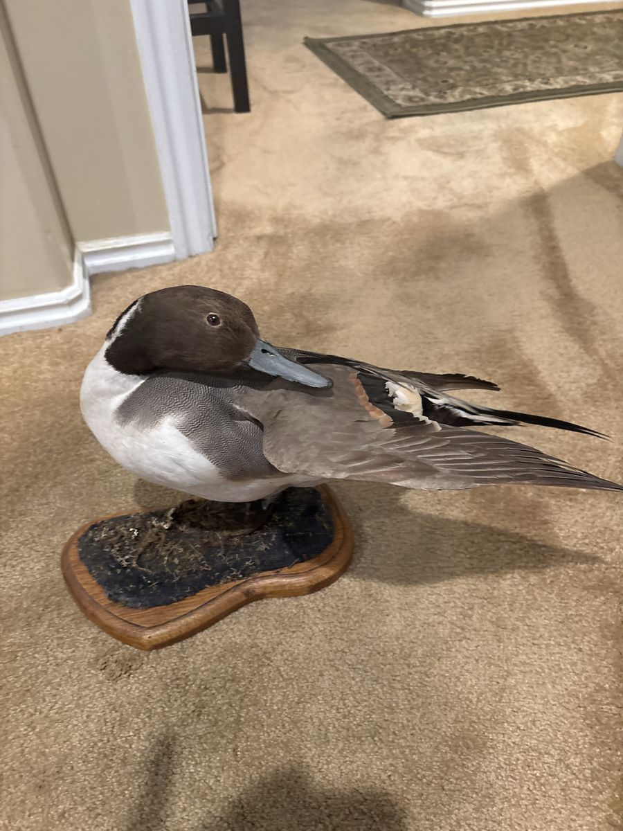 Taxidermy Northern Pintail Duck Mount on Wood Base