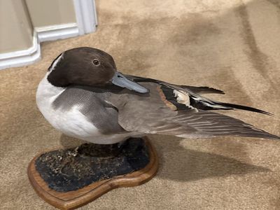 Taxidermy Northern Pintail Duck Mount on Wood Base
