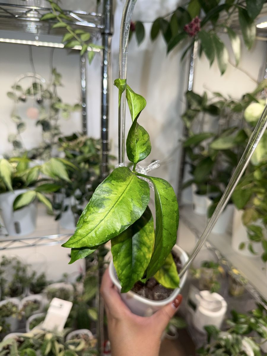 Hoya multiflora (inner variegated) - Plant