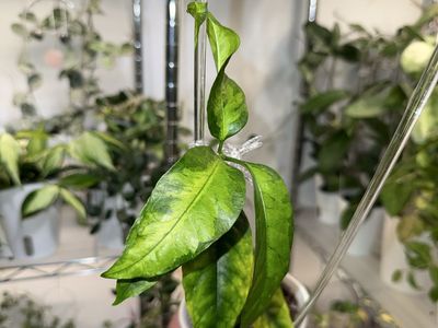Hoya multiflora (inner variegated) - Plant