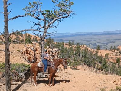 Aqha all around mare