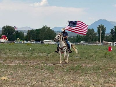 All around gelding