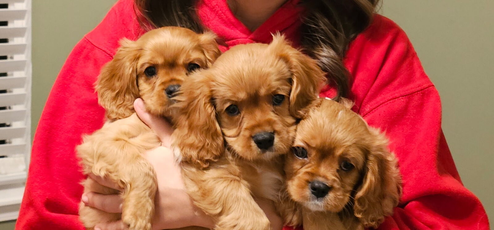 Cavalier King Charles Spaniel- Litter of eight !!