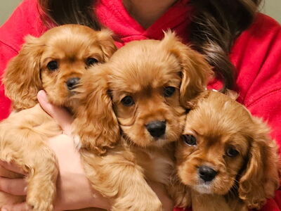 Cavalier King Charles Spaniel- Litter of eight !!