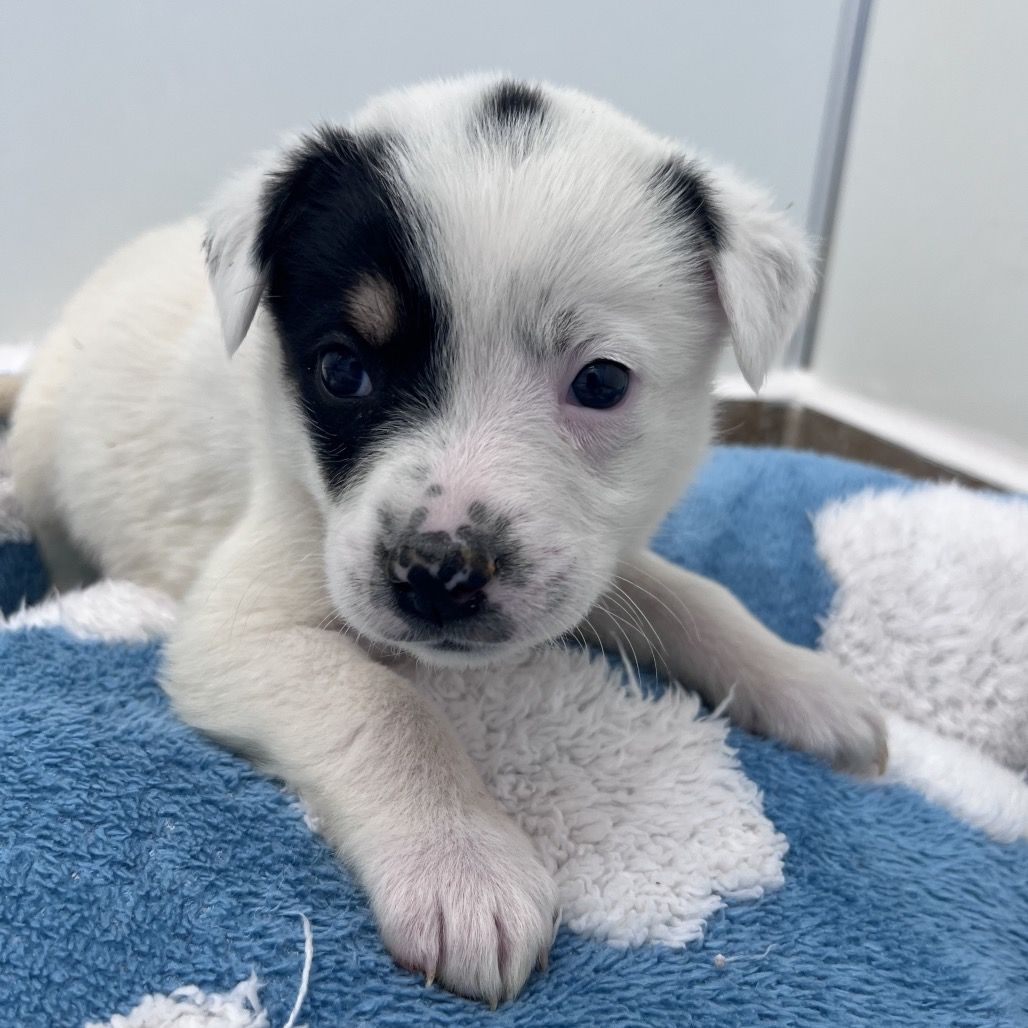 Hello my name is Sugar