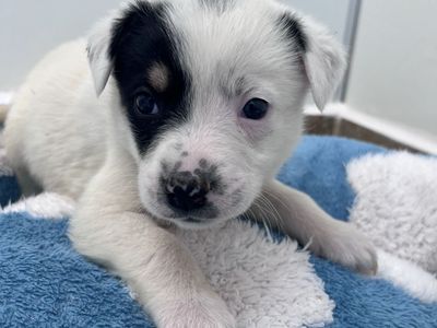 Hello my name is Sugar