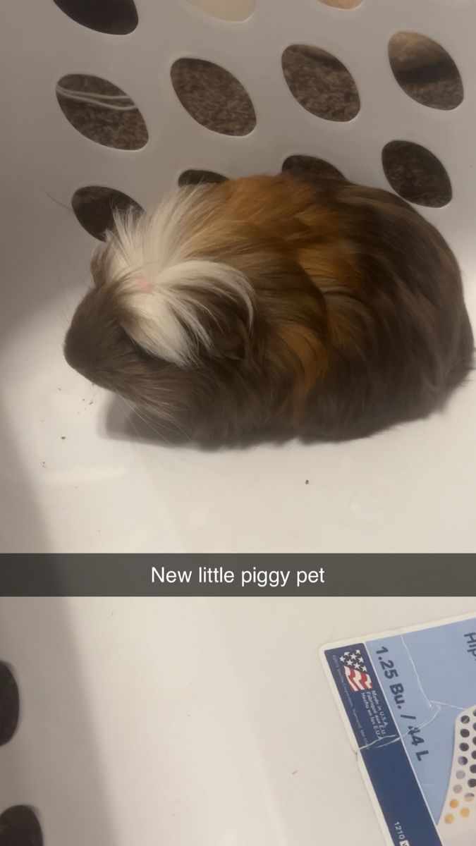 Guinea Pig  $50