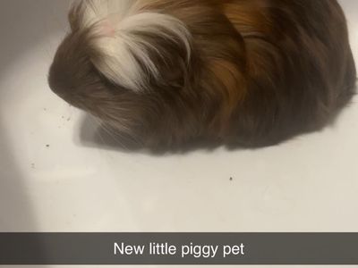 Guinea Pig Free
