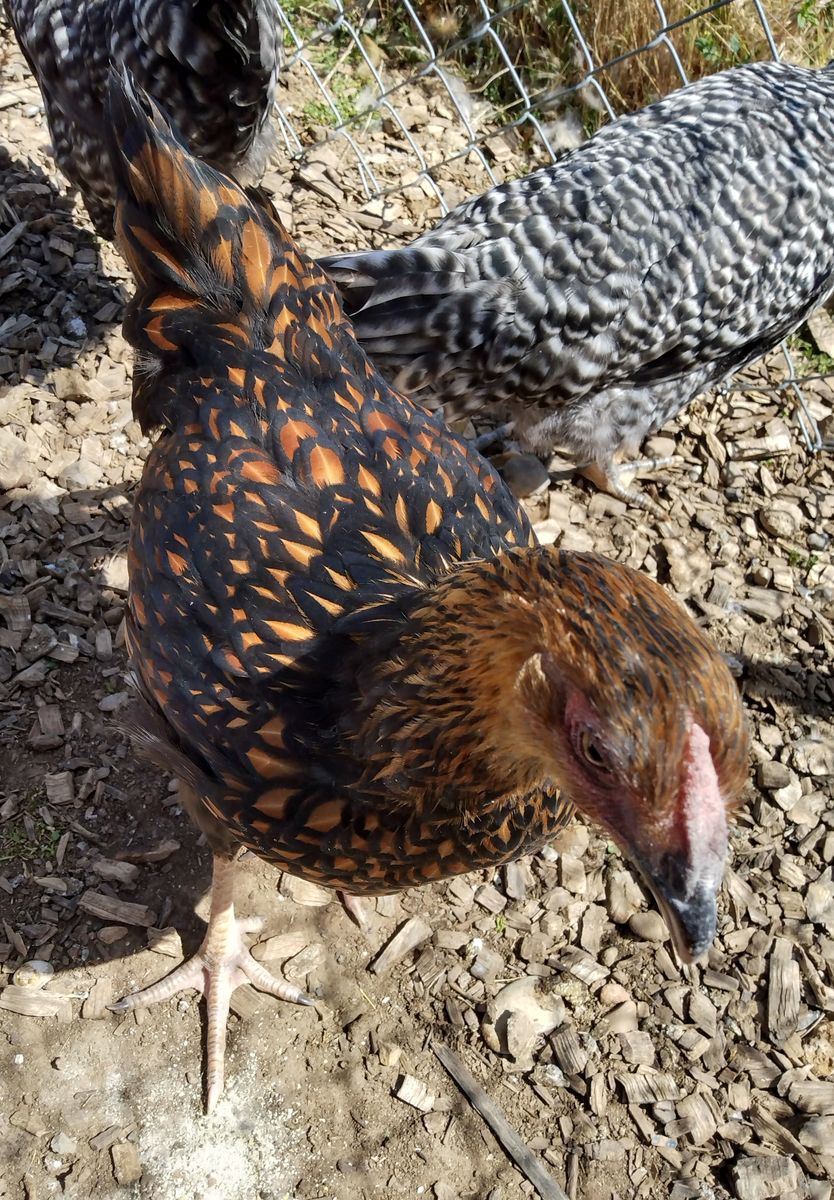 GOLD LACED WYANDOTTE Hen Chicken 3.5 months old for Sale