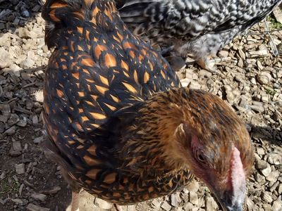 GOLD LACED WYANDOTTE Hen Chicken 3.5 months old for Sale