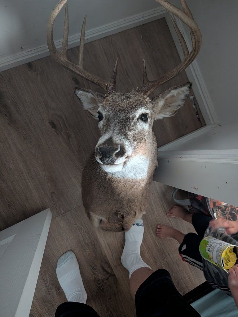 Mule Deer Buck Taxidermy Shoulder Mount with Large Antlers - Hunting Decor