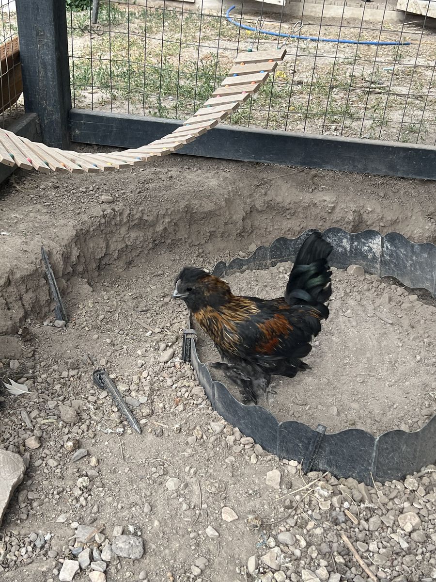 Free Roosters