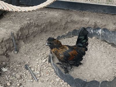 Free Roosters