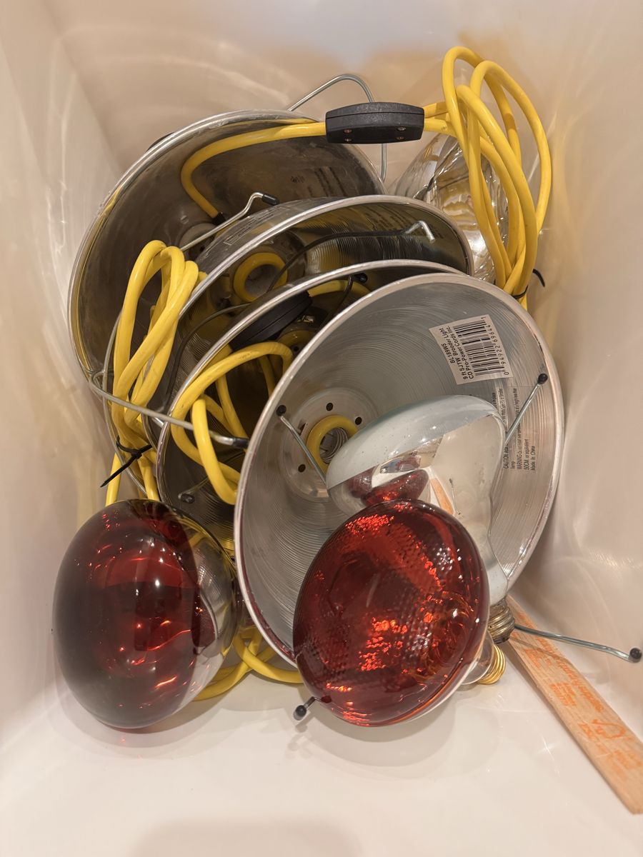 Lot of 4 Clamp Work Lights / Brooder Lamps with Yellow Cords & Bulbs
