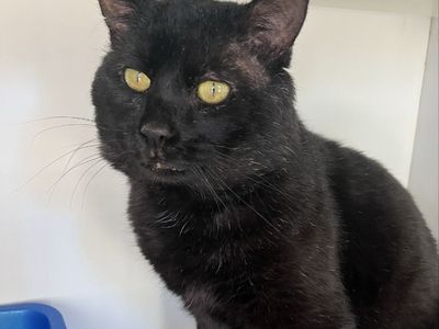 Hello my name is Morpheus