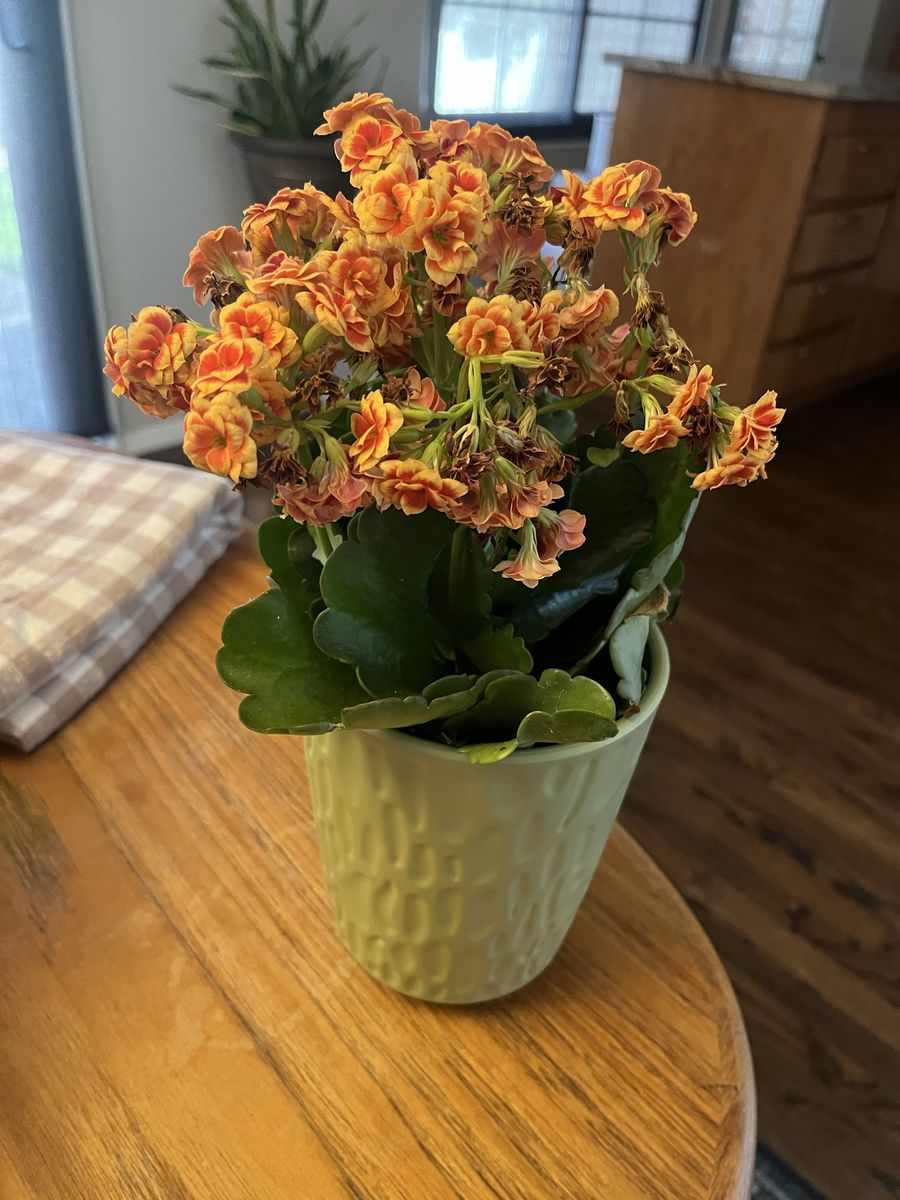 Free Houseplant