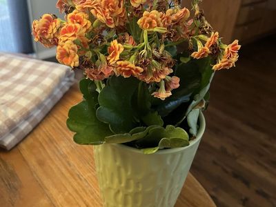 Free Houseplant