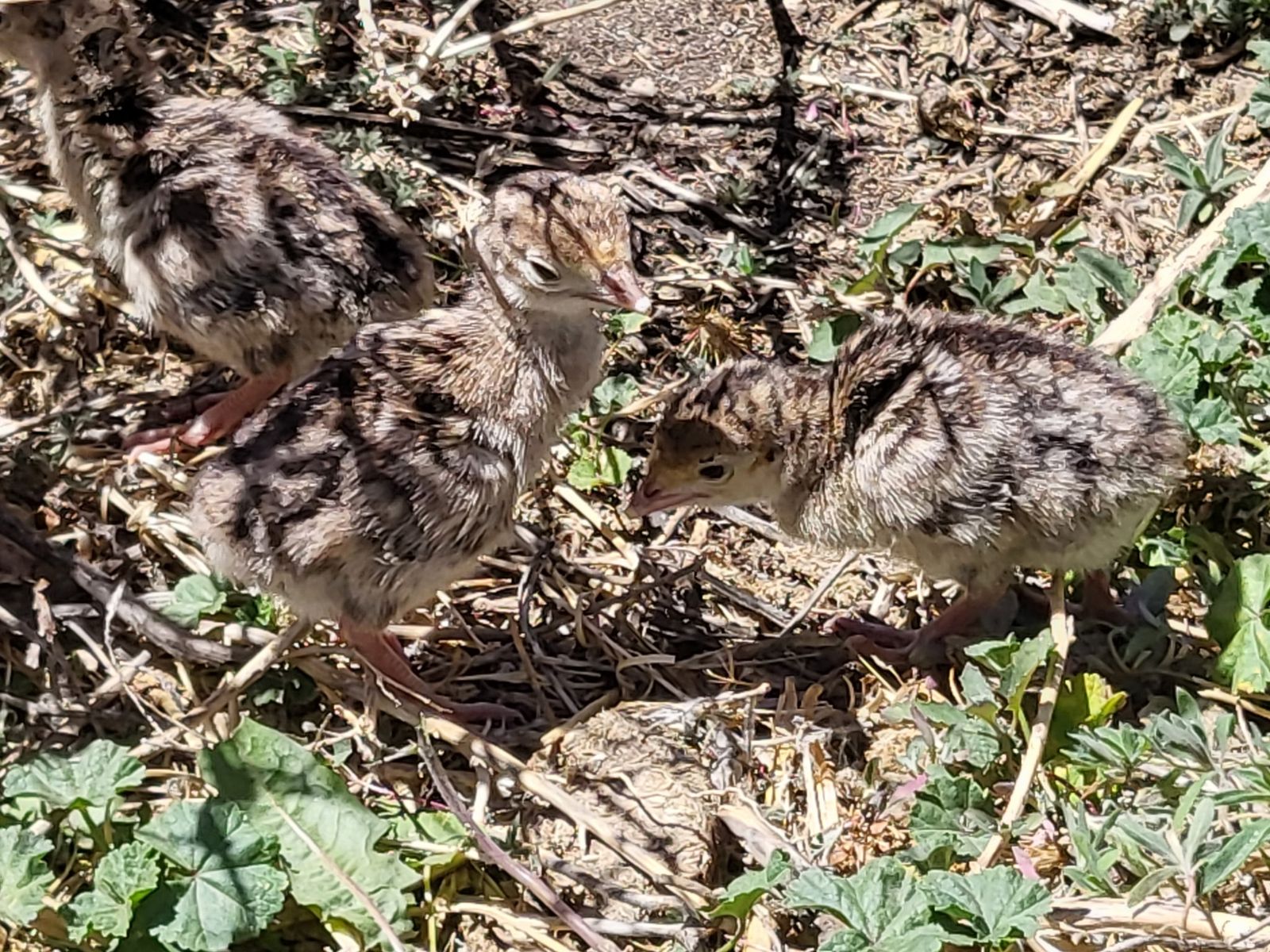 Turkey Poults