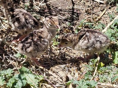 Turkey Poults