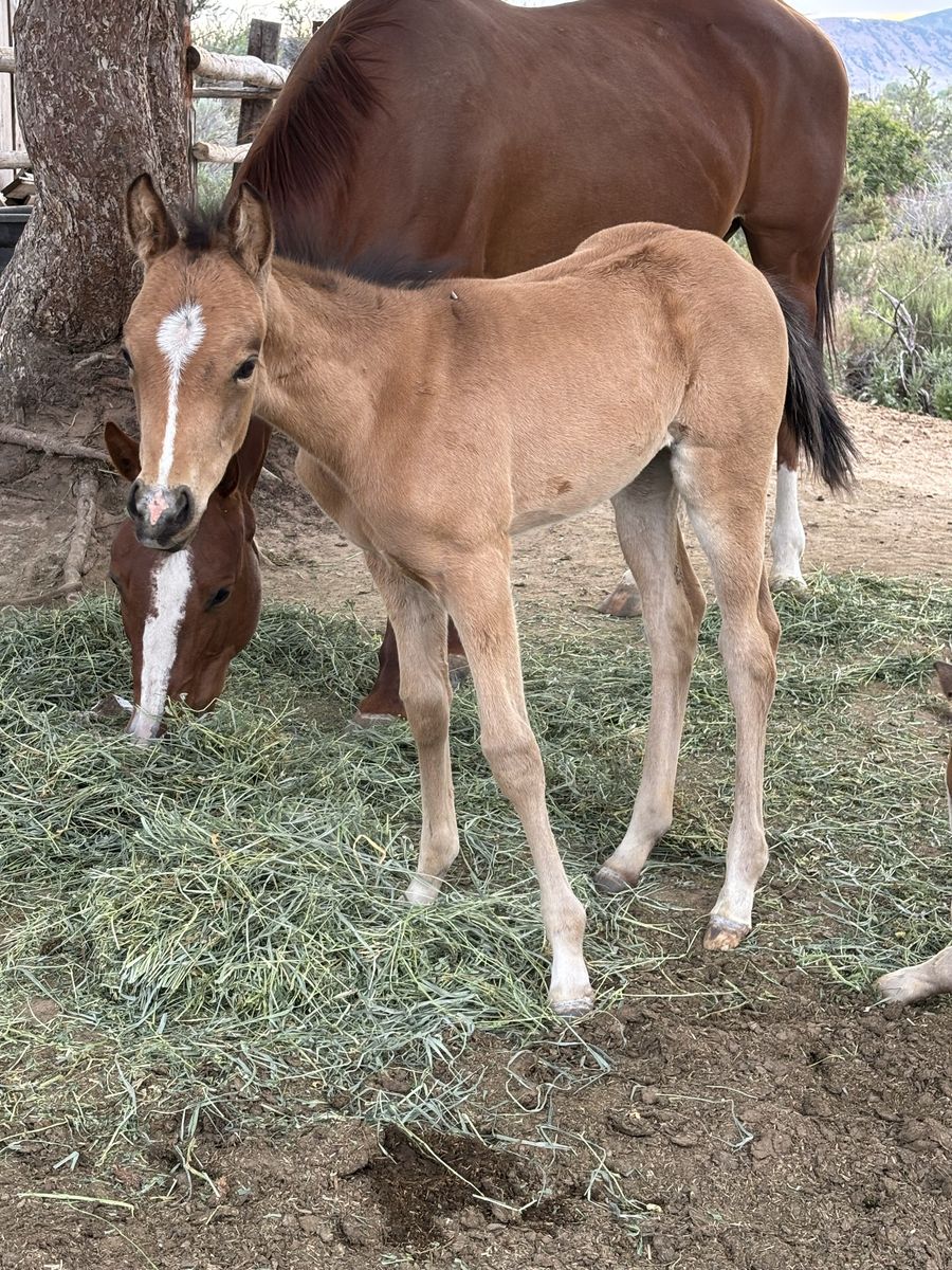 2026 Filly by Hickory Smoked Gin