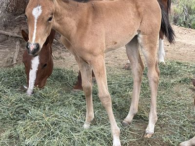 2026 Filly by Hickory Smoked Gin