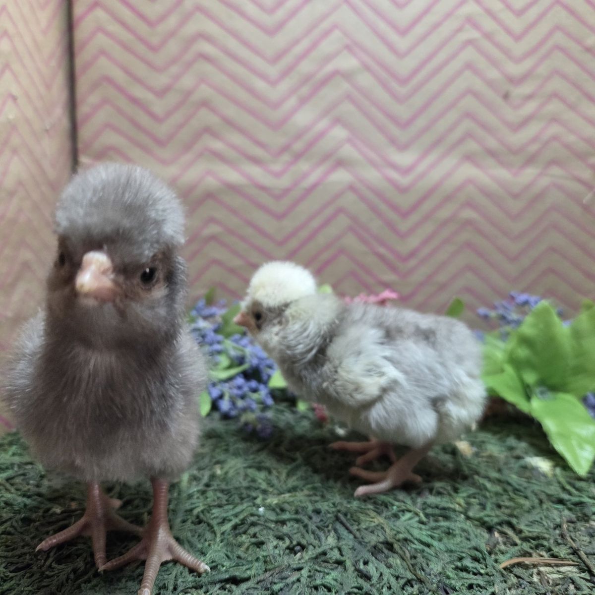 Lots of chicks Hatched 3/14 & 3/7