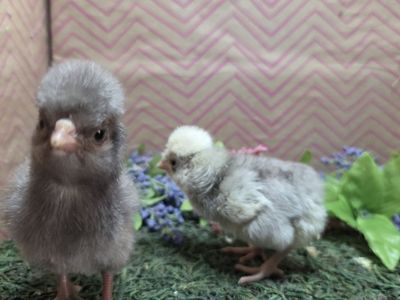 Lots of chicks Hatched 3/14 & 3/7