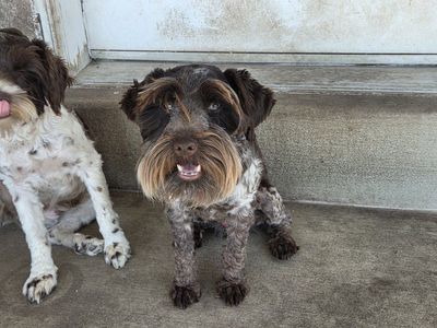 Akc. miniature Schnauzer. stud only