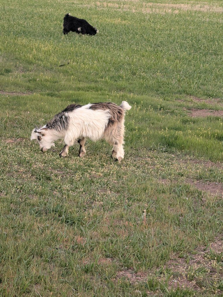 Pure Breed Mini Silkie Fainting Goats