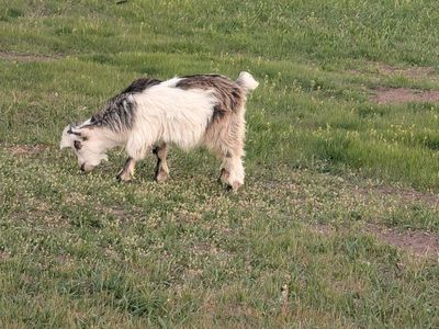 Pure Breed Mini Silkie Fainting Goats