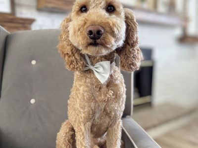 Back Bred Poodle Service Dog -/+ Bb Labradoodle