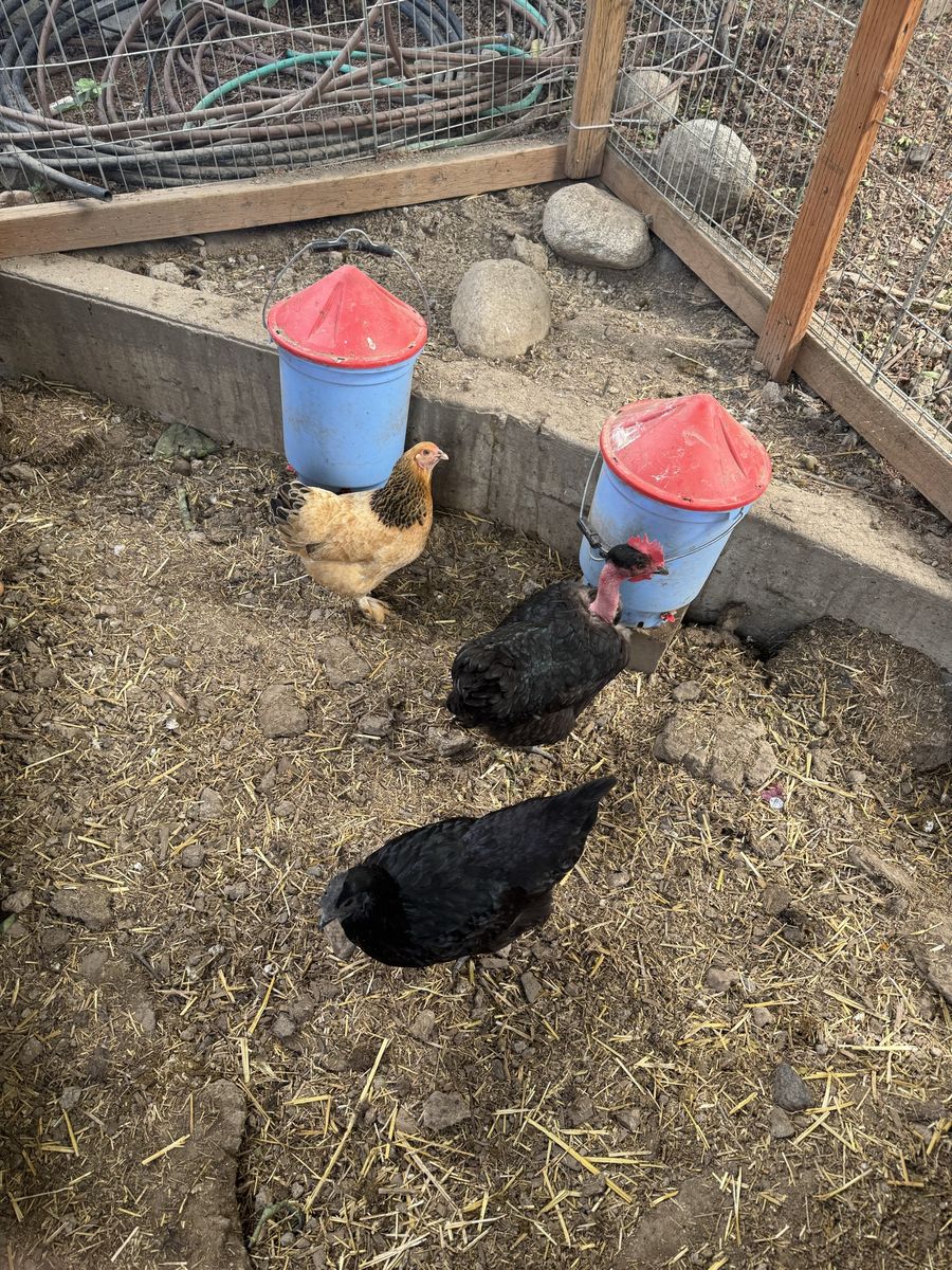 5 - 1 year old laying hens