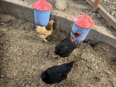 5 - 1 year old laying hens