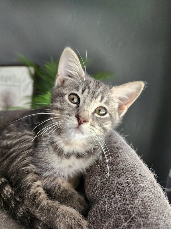 Adorable Gray Tabby Kitten - Ready for a Loving Home!