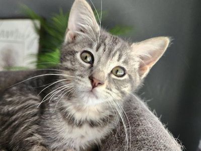 Adorable Gray Tabby Kitten - Ready for a Loving Home!
