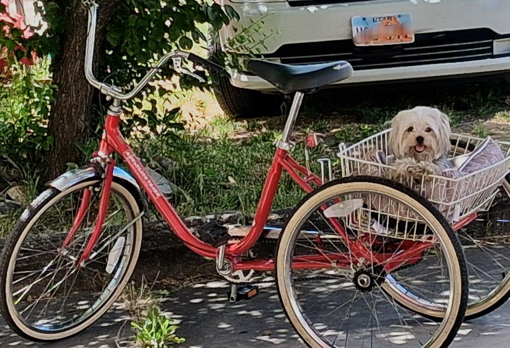 Red Worksman Tricycle .