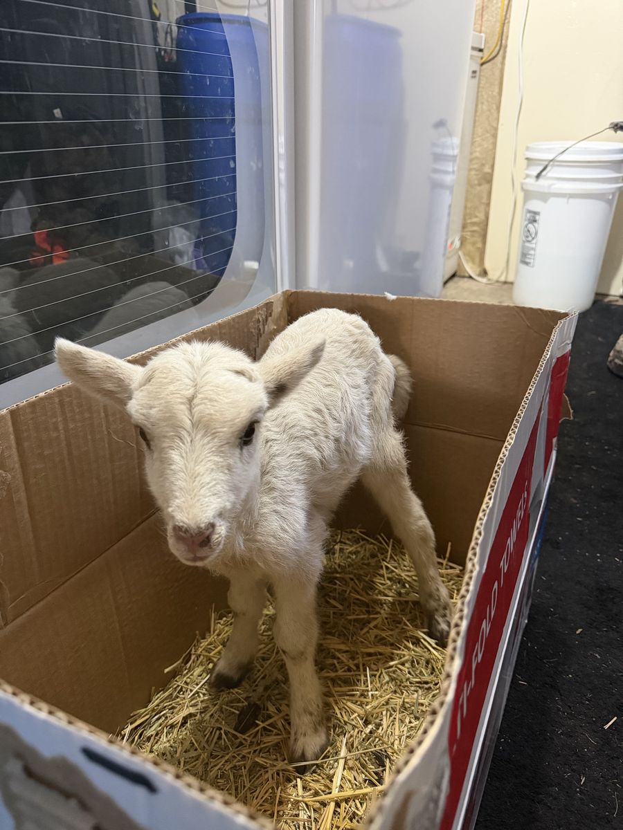 Free 3 Day Old Ram Lamb