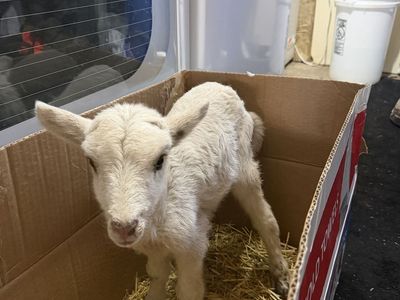 Free 3 Day Old Ram Lamb