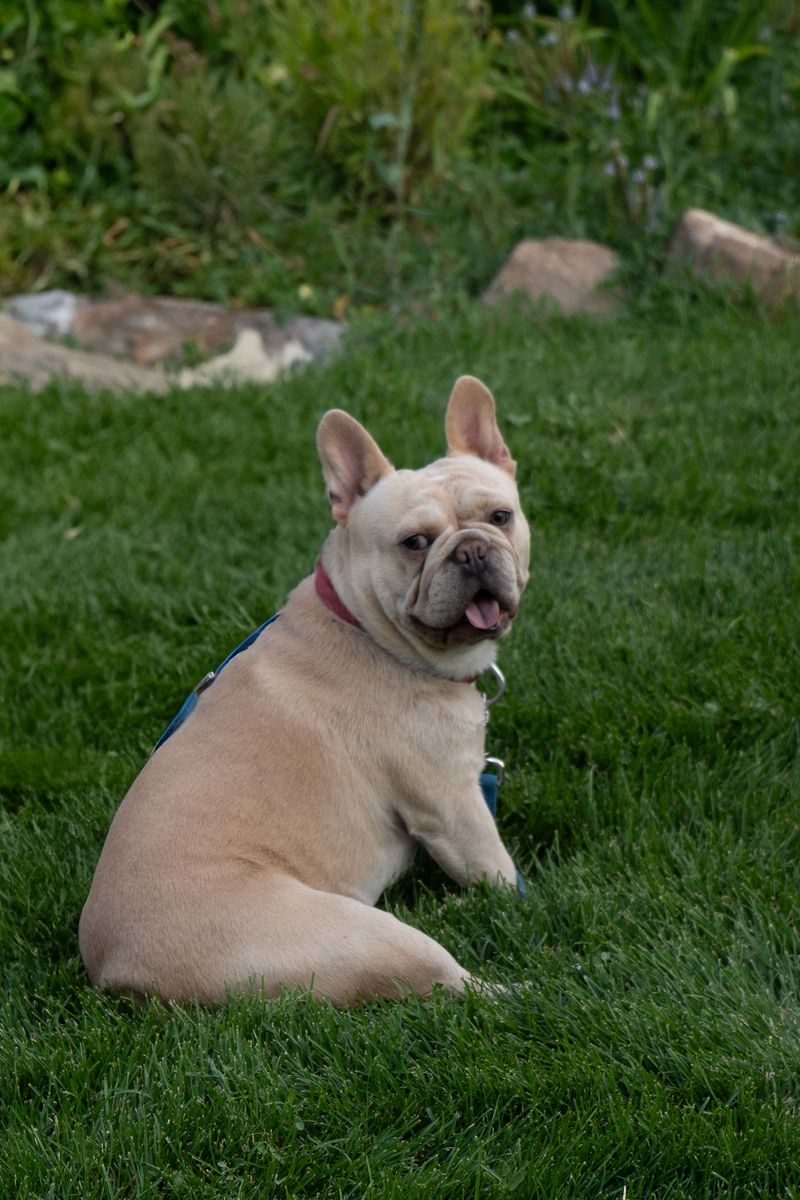 AKC French Bulldog Stud Service