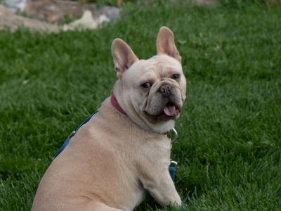 AKC French Bulldog Stud Service