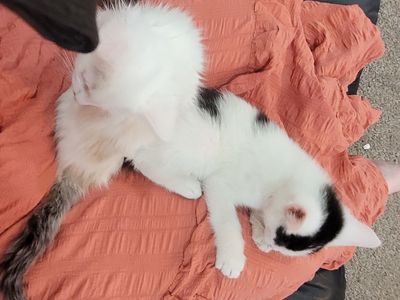 Two beautiful 8 week kittens.