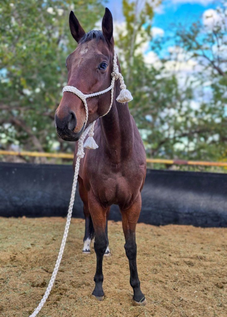 5 year old AQHA Mare