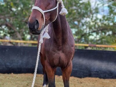 5 year old AQHA Mare