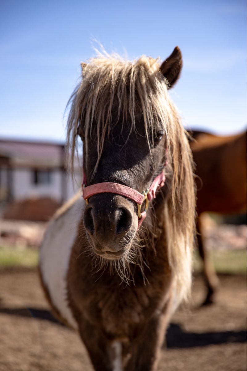 Silver Bay Tobiano Paint Mini Stud