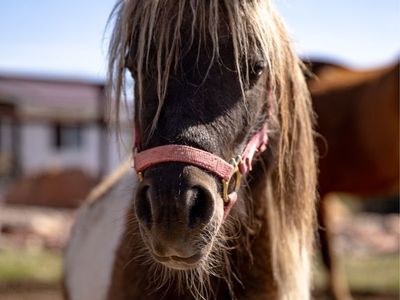 Silver Bay Tobiano Paint Mini Stud