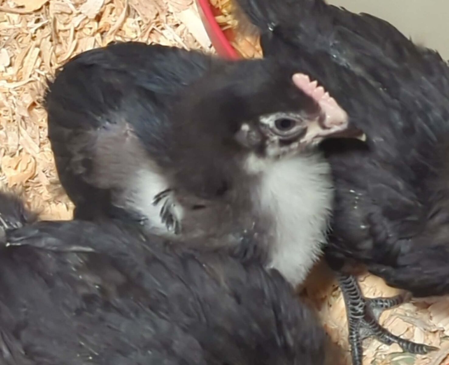 Black Copper Maran Cockerels