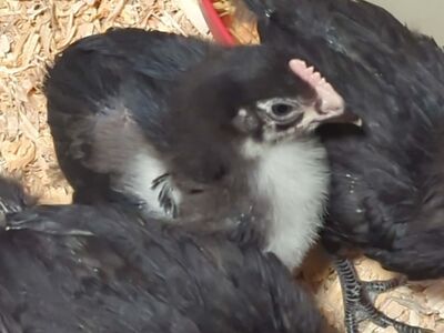 Black Copper Maran Cockerels