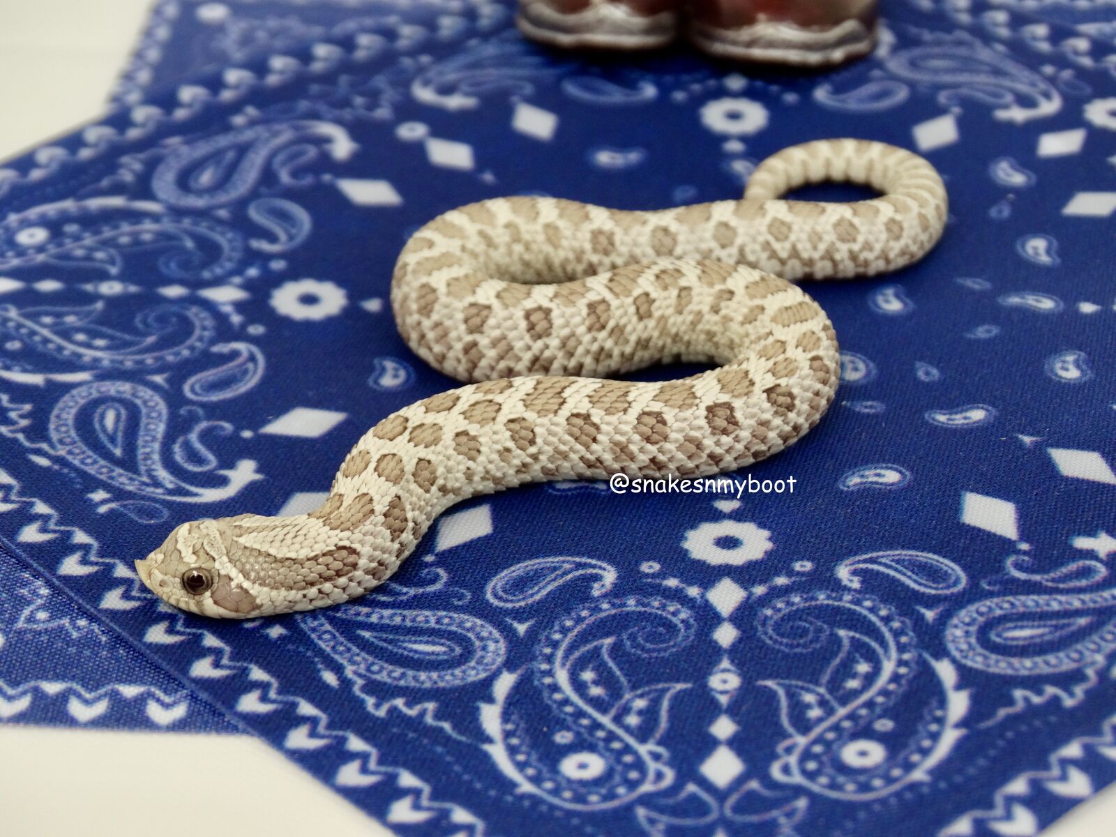 50% OFF Winter Sale! Toxic Western Hognose Male